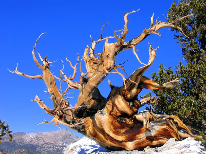 Discover Ancient Tree Survivors