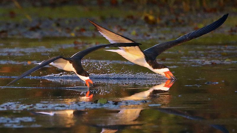 Expert Naturalists Guide Every Adventure