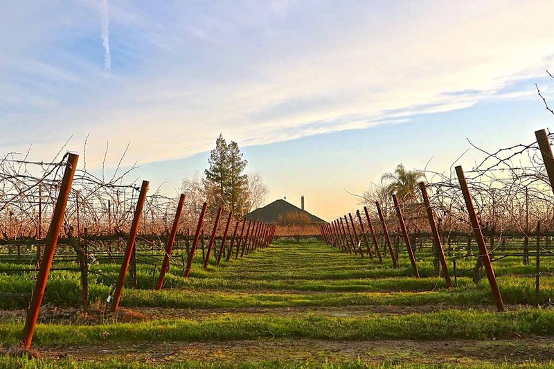 Lodi - The Zinfandel Capital