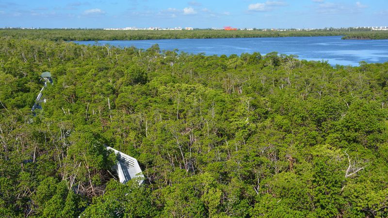 Climb a 68-foot tower over mangrove wilderness