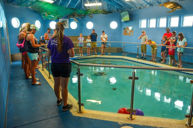 Meet Sea Turtle Ambassadors at Conservation Center