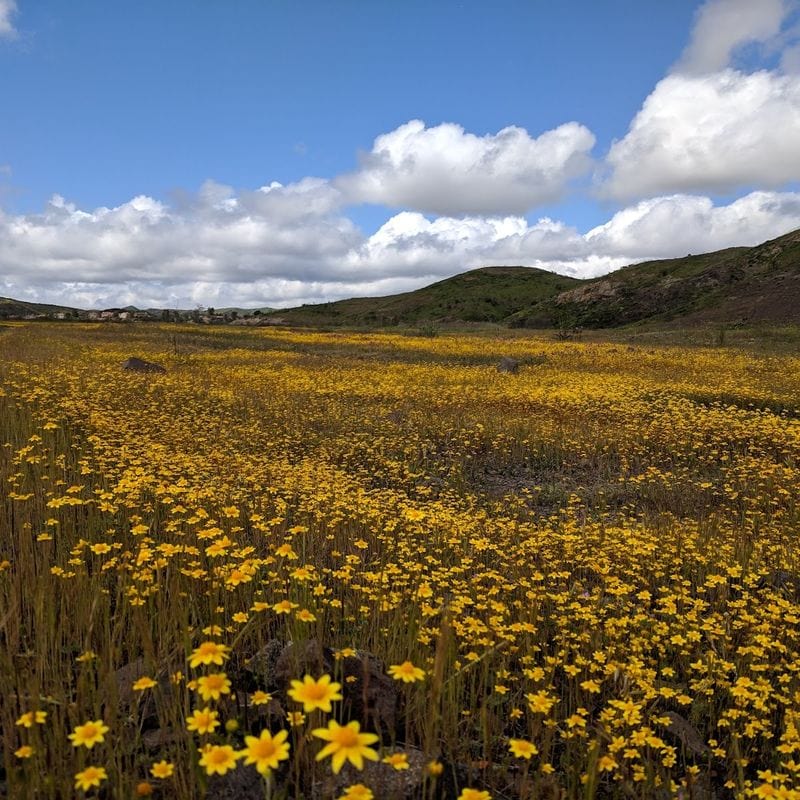 Stroll the meadows of Triunfo Creek Park