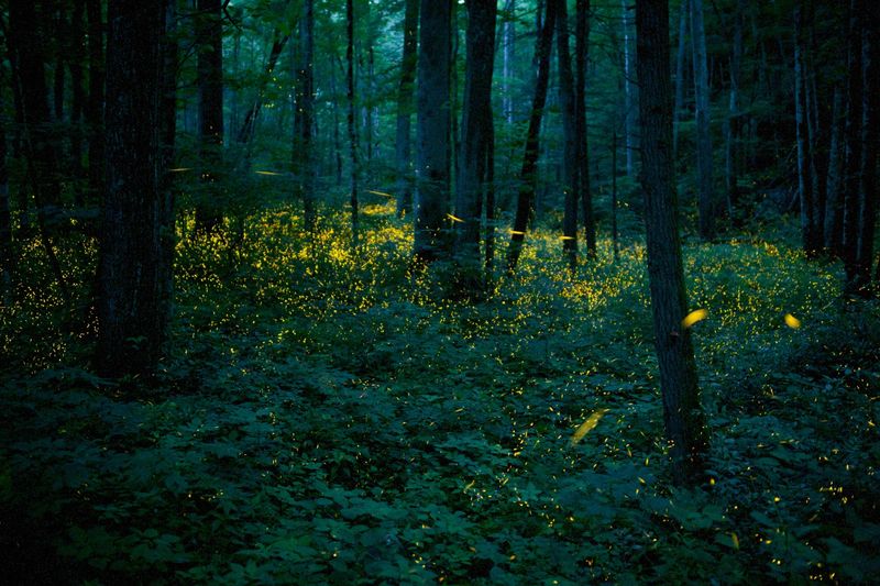 Nature's Light Orchestra