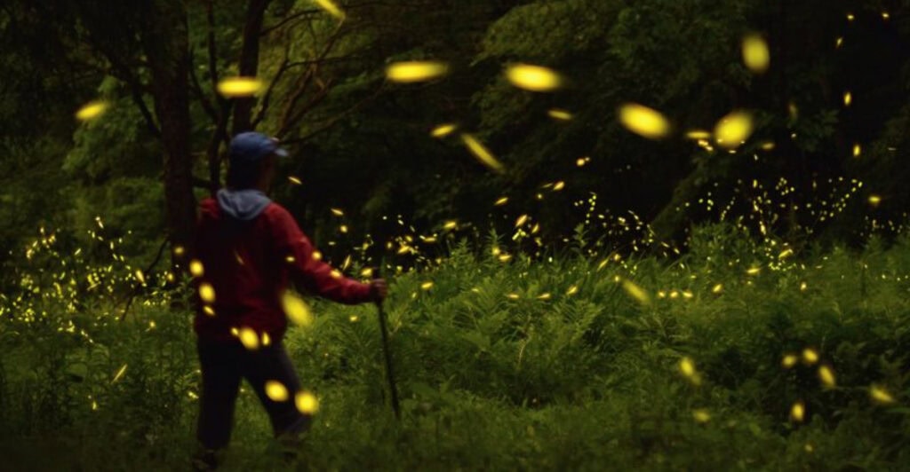 Tennessee, Elkmont is between Gatlinburg and Sevierville: The town where fireflies synchronize their glow