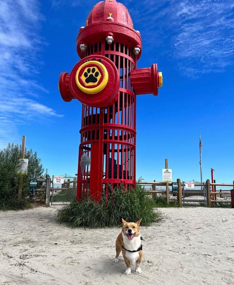 Dog Beach Marked by a 25-Foot Fire Hydrant