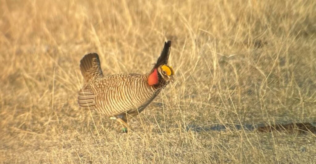 The Kansas Town with an Annual Prairie Chicken Booming Festival