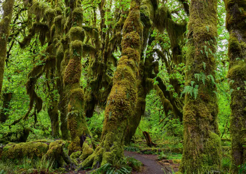 Where Forest Meets Ocean: A Rare Natural Convergence