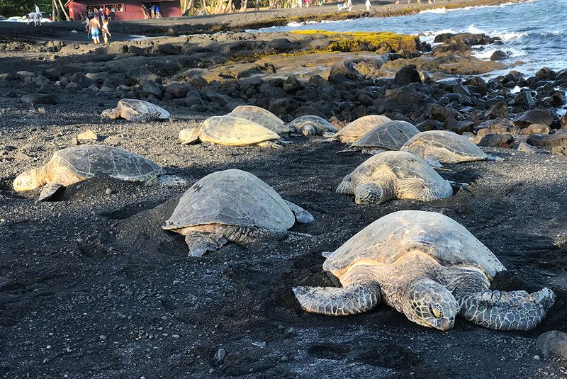 Honu Haven: Sea Turtle Sanctuary