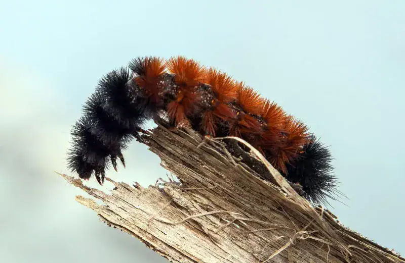 The star of the show is a caterpillar that 