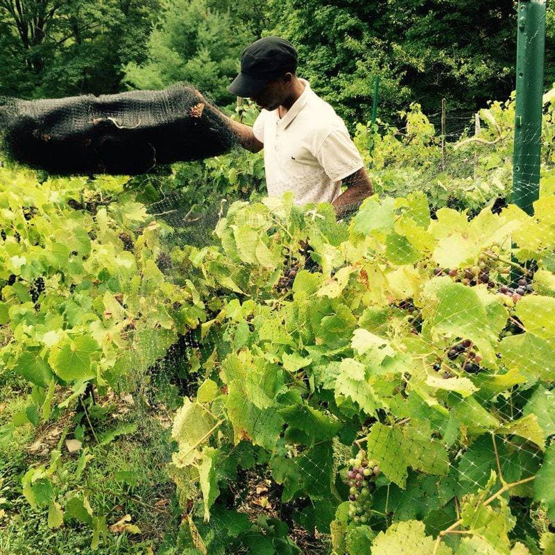 Stablegate Winery - A Sommelier’s Boutique Touch