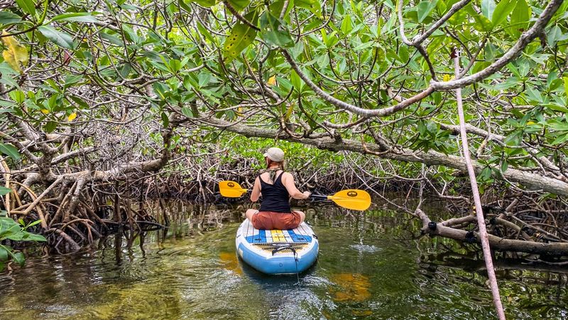 Paddle Through Wildlife-Rich Mangrove Mazes