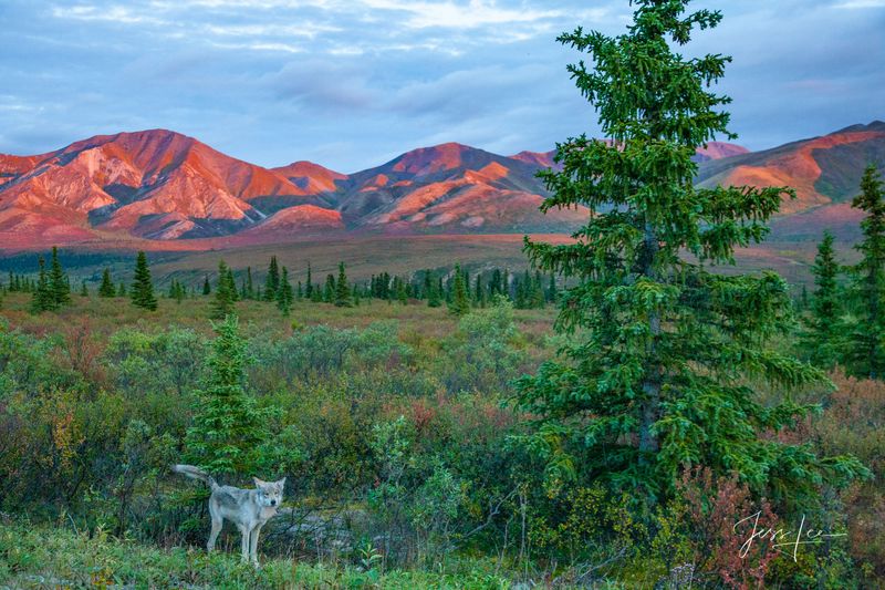 Denali National Park, Alaska