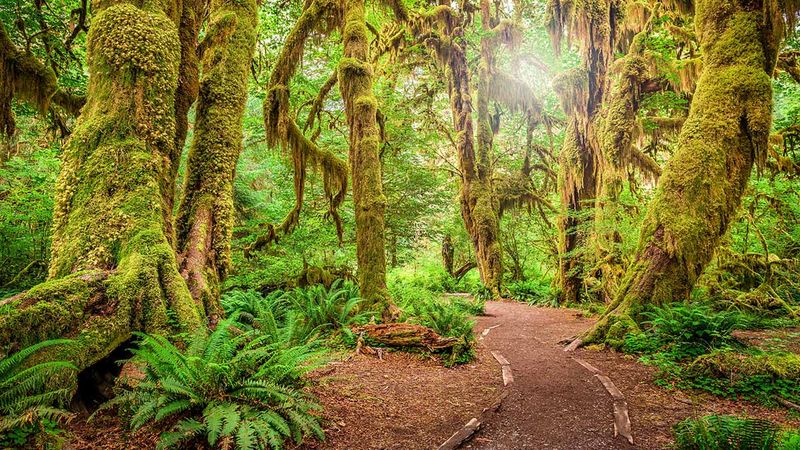 The Rain-Soaked Gateway to Green Cathedrals