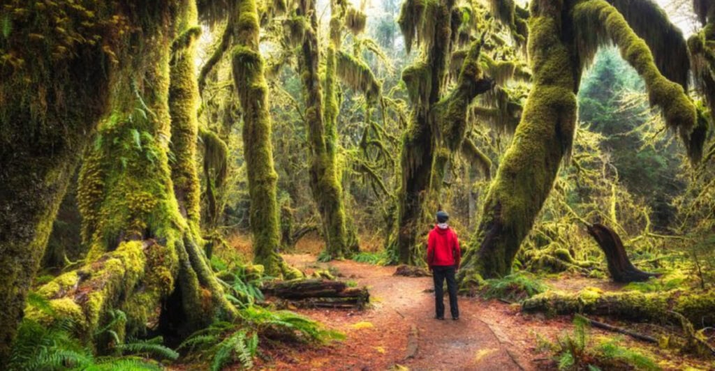 Washington, Forks is between Port Angeles and Aberdeen: The town with a rainforest just miles from the ocean