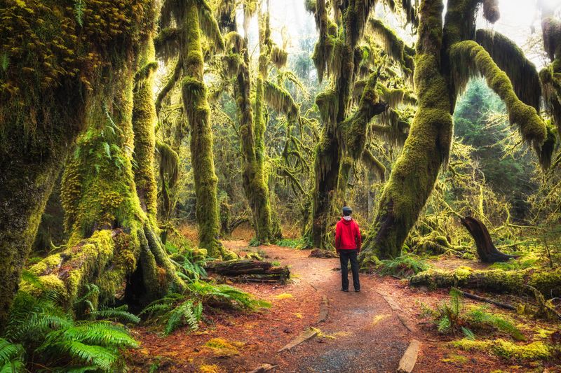 The Hoh: America's Emerald Rainforest Treasure
