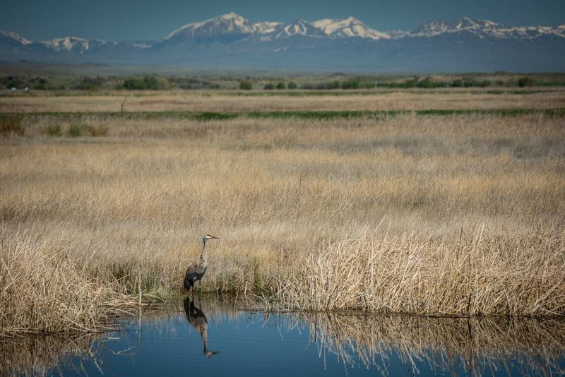 Camas National Wildlife Refuge