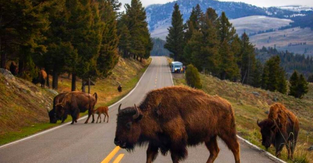 10 Best Places to See Wildlife in Idaho (That Locals Love)