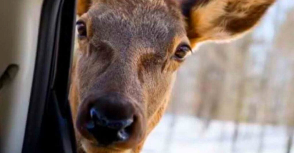 10 Smart Ways to Stay Safe Around Wildlife While Traveling in Colorado