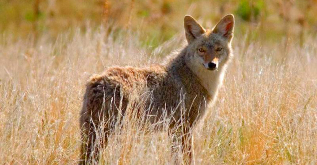 10 Utah’s Creepy Coyote Hangouts You Should Think Twice About