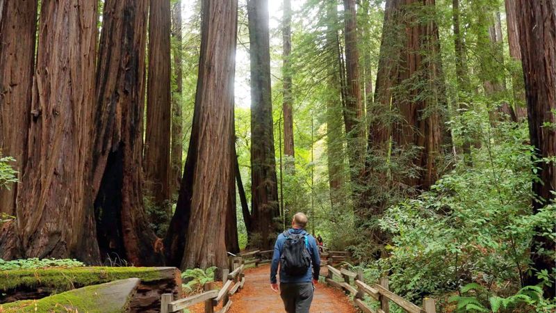 Muir Woods Main Trail — California, USA