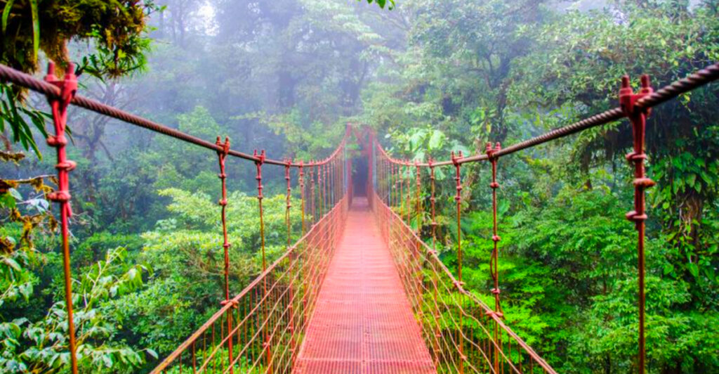12 Forest Hikes That Feel Like Another World