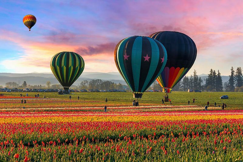 Hot Air Balloons Over Blooms