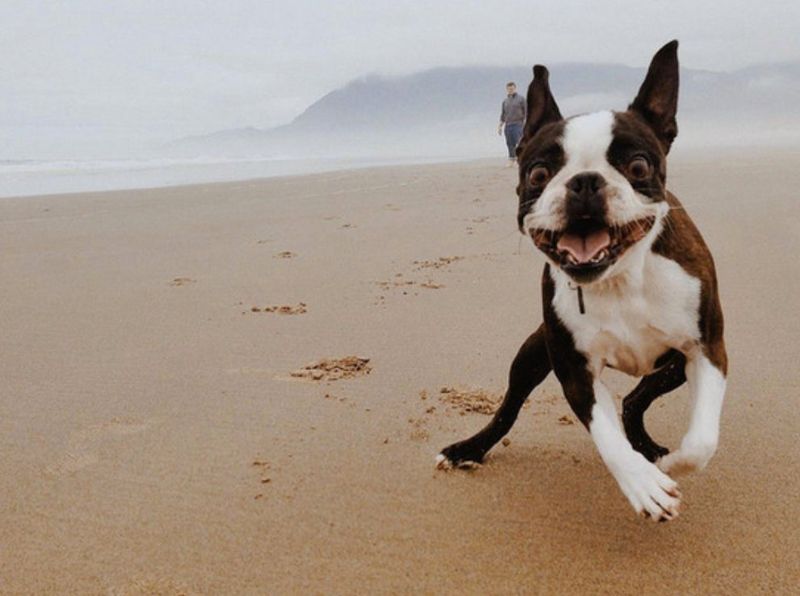 A Haven for Dog Lovers
