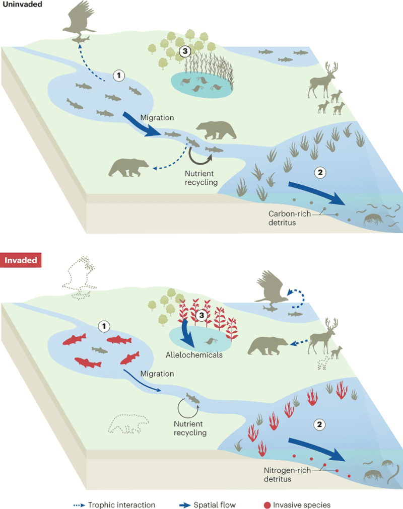 Ecological Domino Effect: What's at Stake
