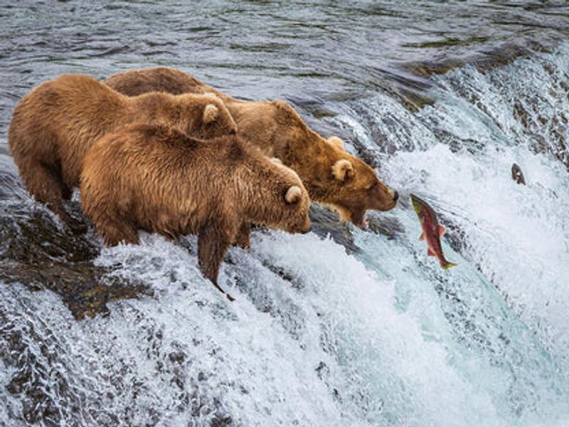 Katmai National Park
