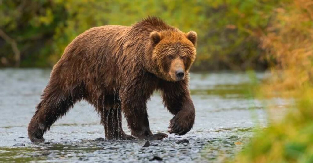 Alaska’s Bear Attack Hot Spots: Enter at Your Own Risk