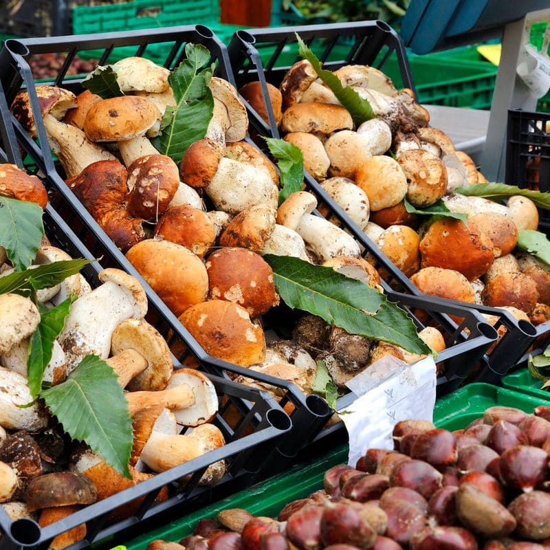 Harvest Festivals Celebrating Local Flavors