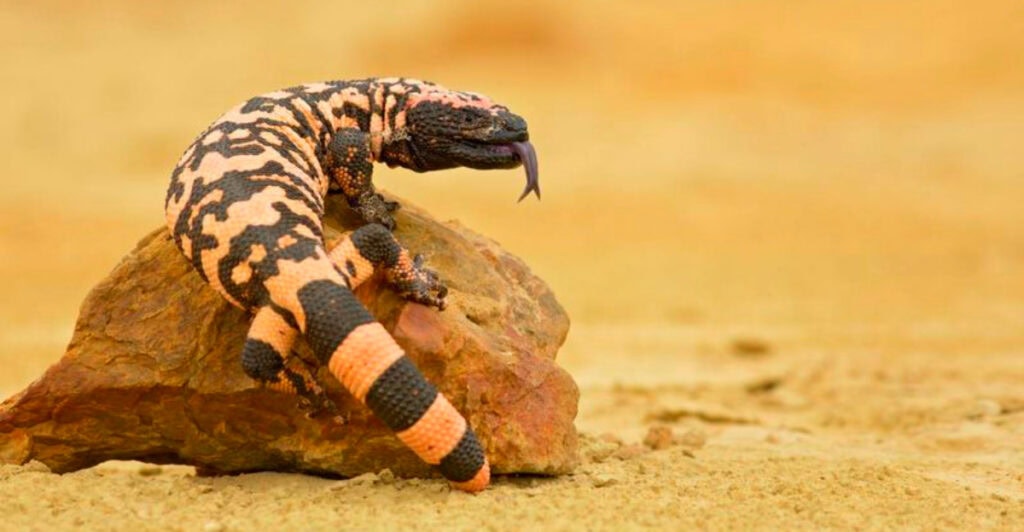 Arizona’s Gila Monster Hot Spots Few Dare to Visit