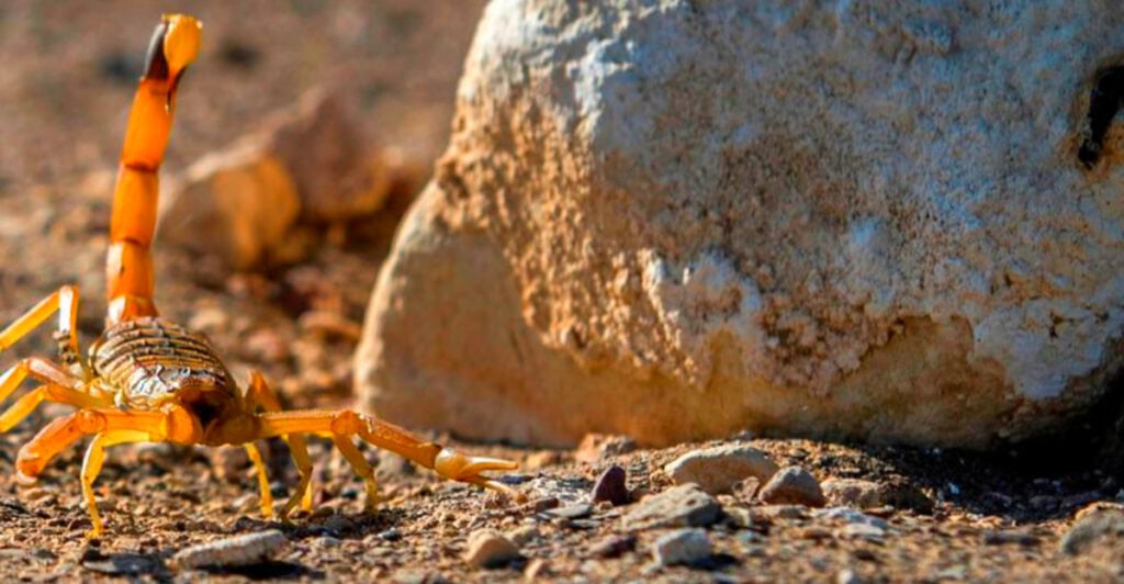 Arizona’s Hottest Scorpion Hot Spots: Not for the Faint of Heart