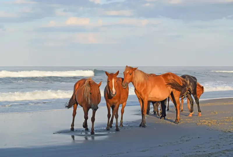 Shackleford Banks, North Carolina