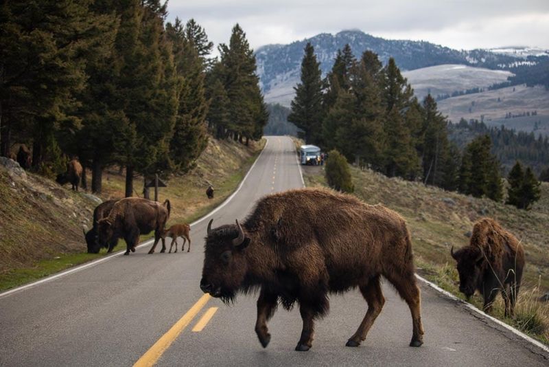 Yellowstone National Park (Idaho Entrance)