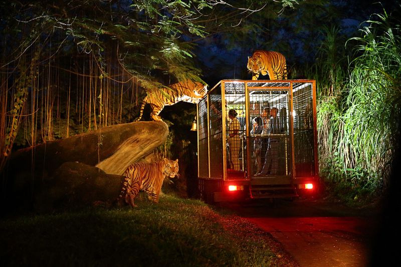 Night Safaris Equal Different Wildlife