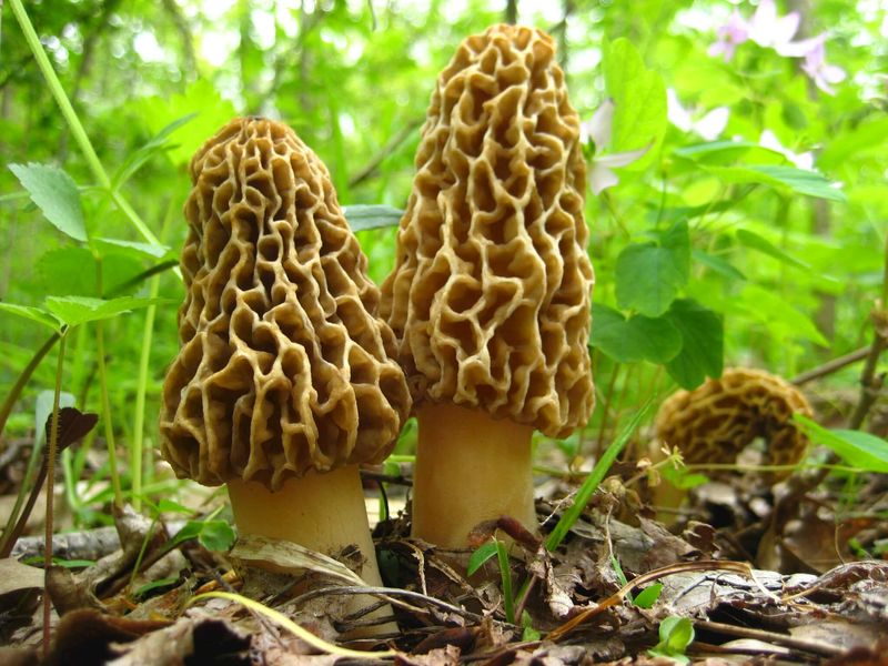 Morel Mushrooms