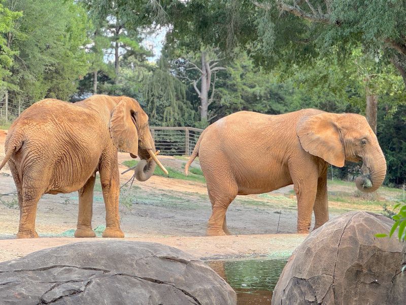 North Carolina Zoo — Asheboro, NC