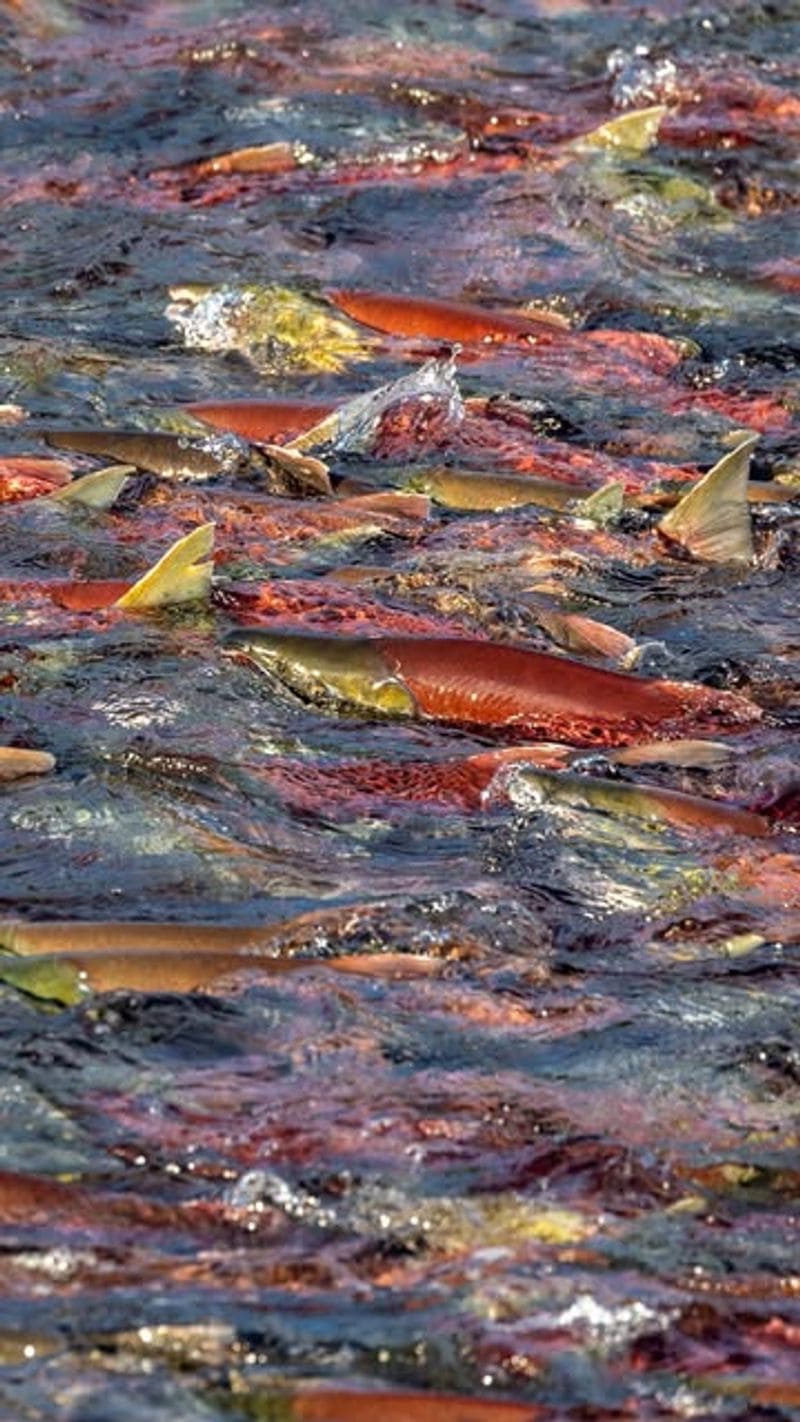The Sockeye Salmon Migration