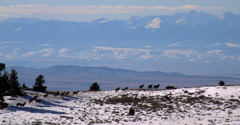 Helena-Lewis and Clark National Forest