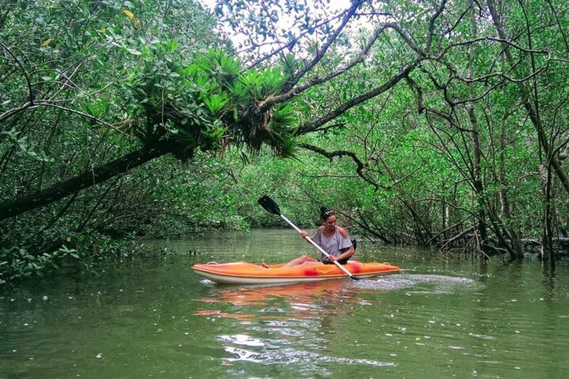 Jabaquara Mangroves and Trails