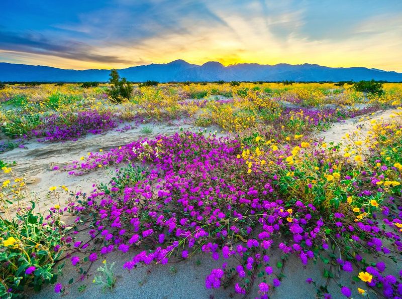 Nature's Magical Canvas: The Super Bloom Phenomenon