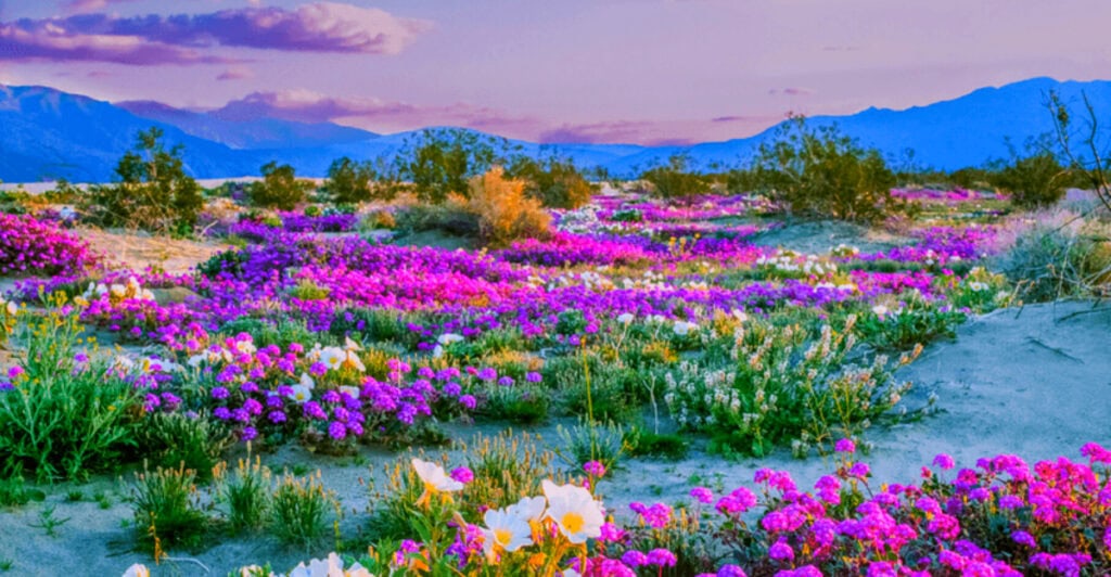 California, Borrego Springs is between San Diego and Palm Springs: The town with the biggest wildflower bloom in the desert