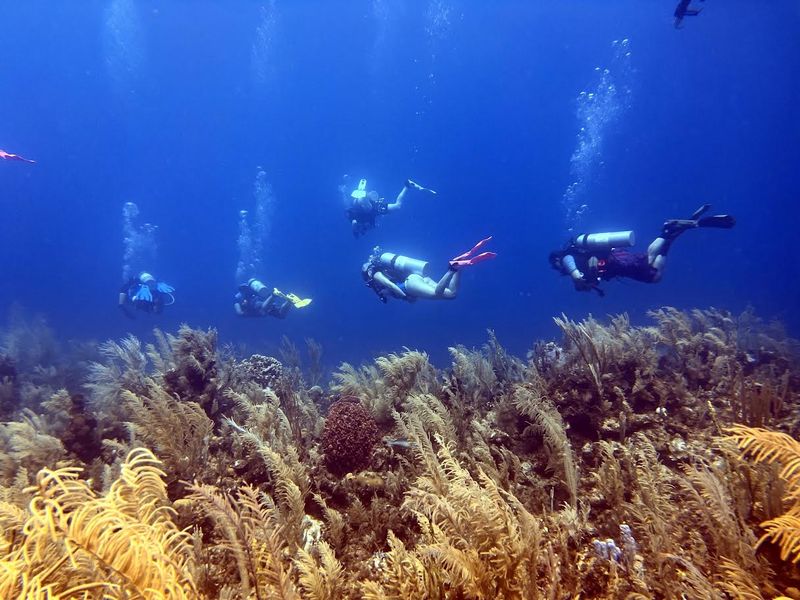 Explore Underwater Adventures in Crystal Waters