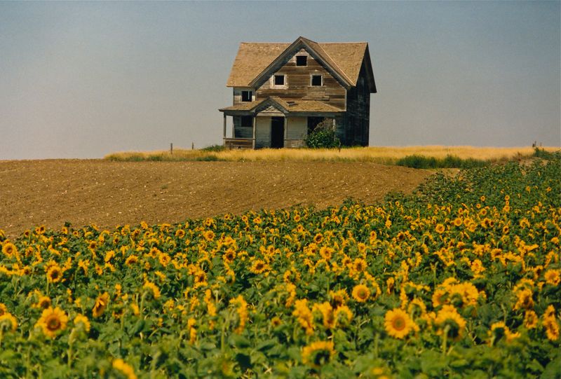 The Sunflower Capital of the Nation
