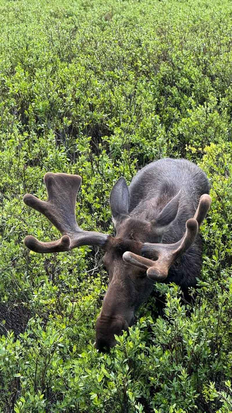 Spot Wildlife in Natural Settings