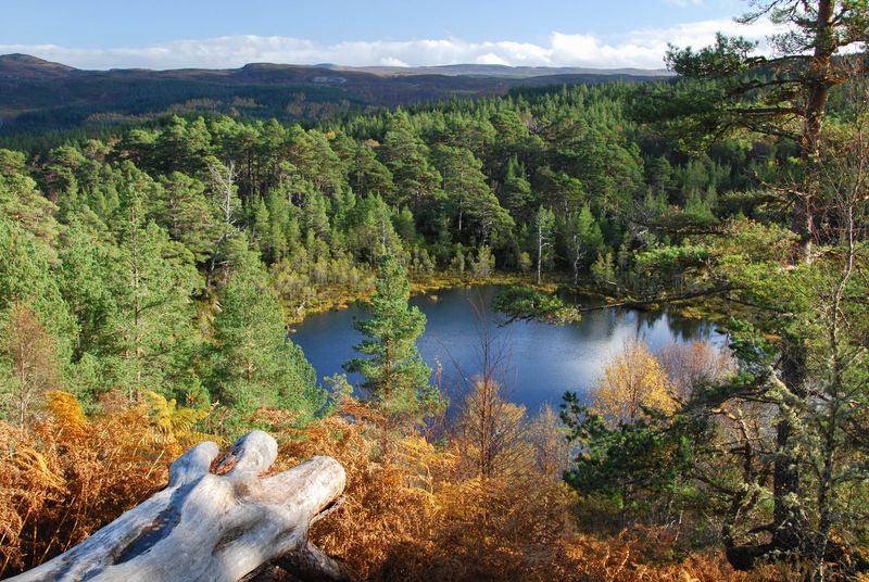 Glen Affric Waymarked Trails — Highlands, Scotland