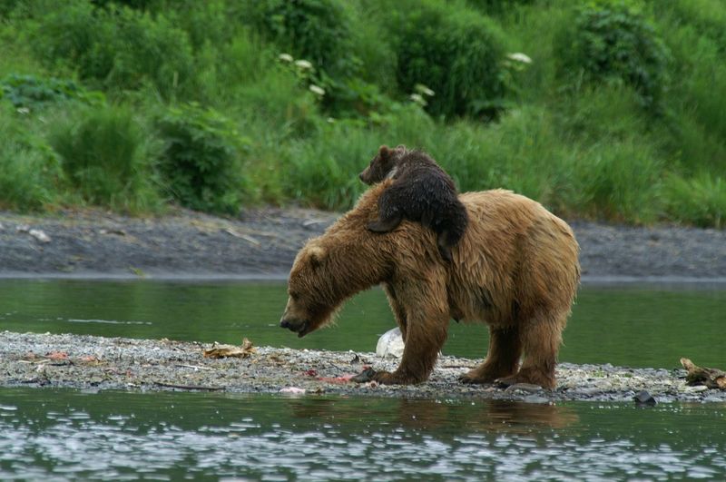 Kodiak Island