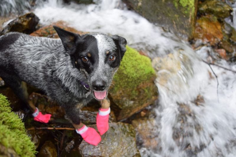 Dog Booties 1000 Denier Cordura — Best Budget Buy