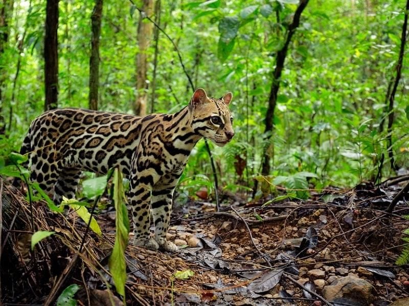 Wildlife Spotting Peaks in Manu National Park